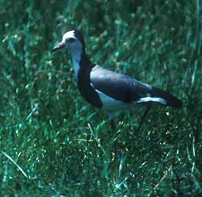 Long-toed Lapwing - Don Roberson