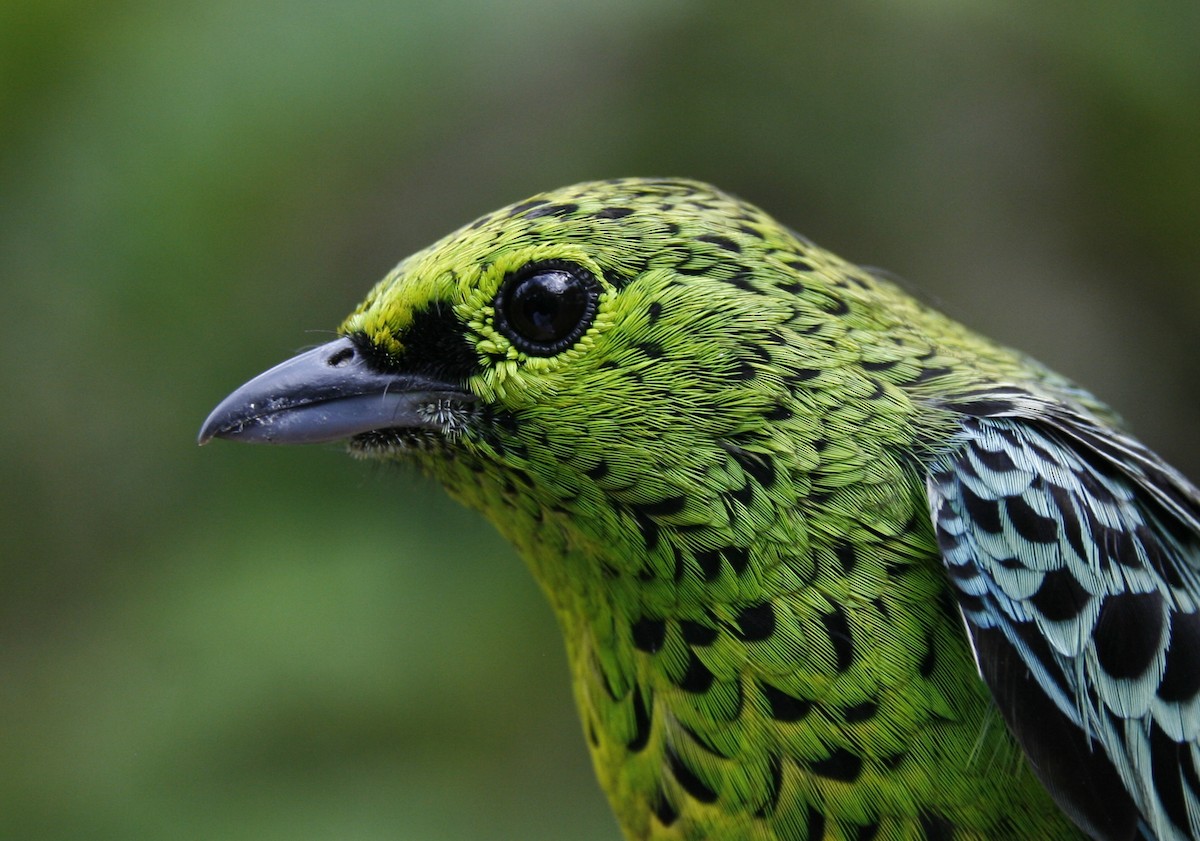 Yellow-bellied Tanager - ML62216621