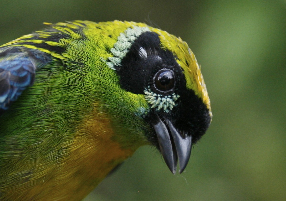 Green-and-gold Tanager - ML62216701