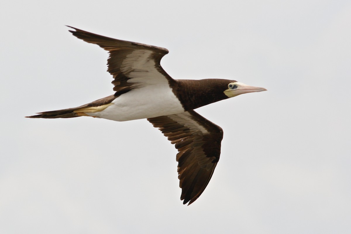 Brown Booby - ML62217711