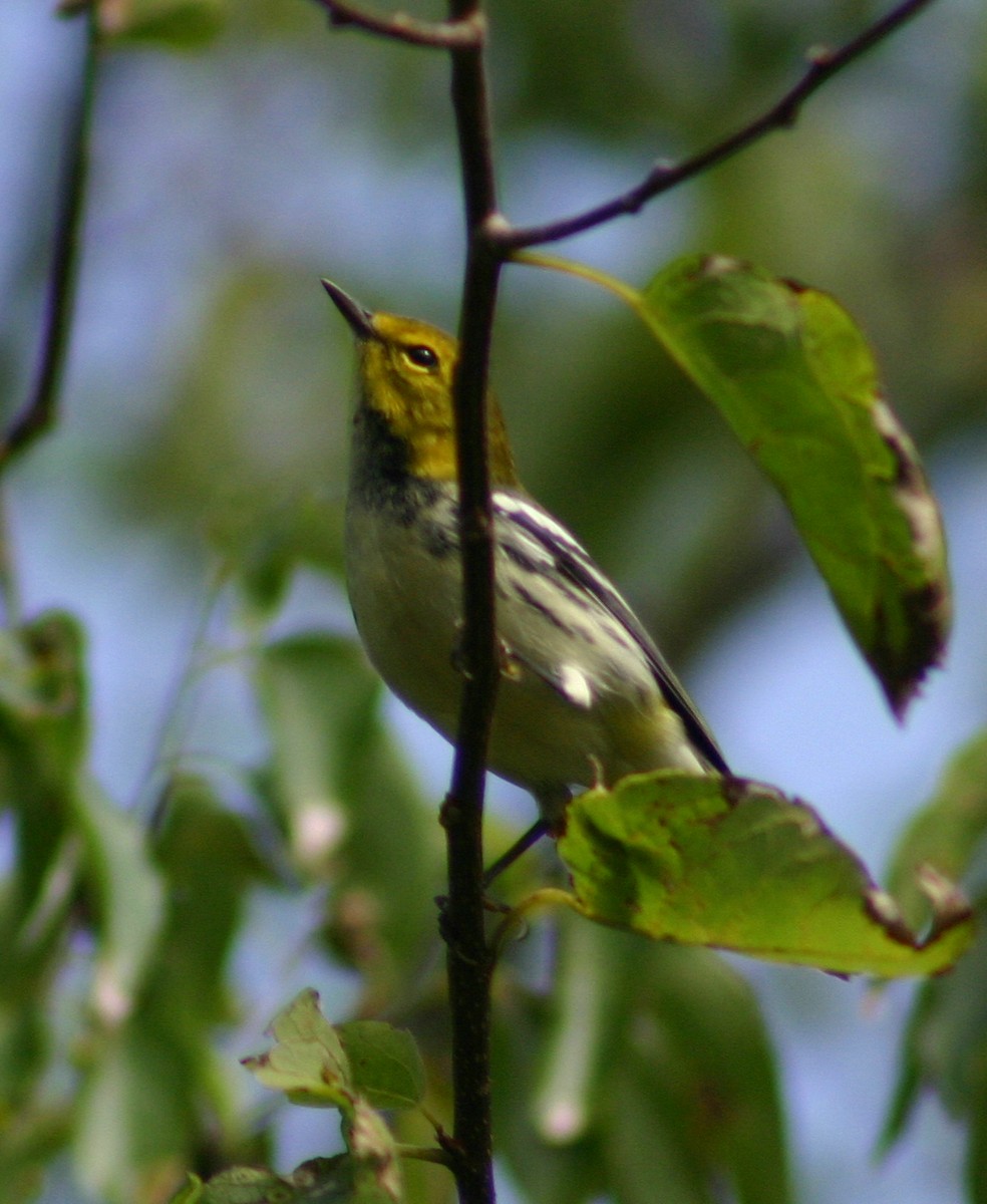 Black-throated Green Warbler - ML62218651