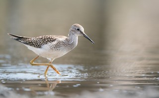 Lesser Yellowlegs