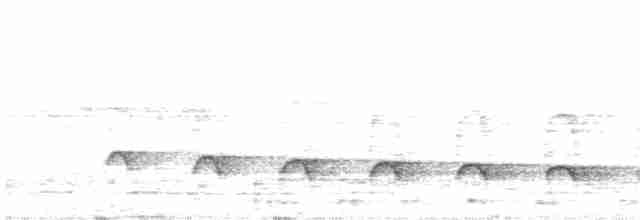 White-flanked Antwren - ML62219221