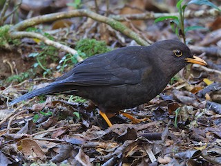  - Luzon Island-Thrush