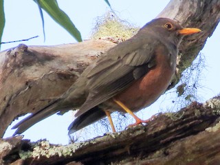  - Wallacean Island-Thrush