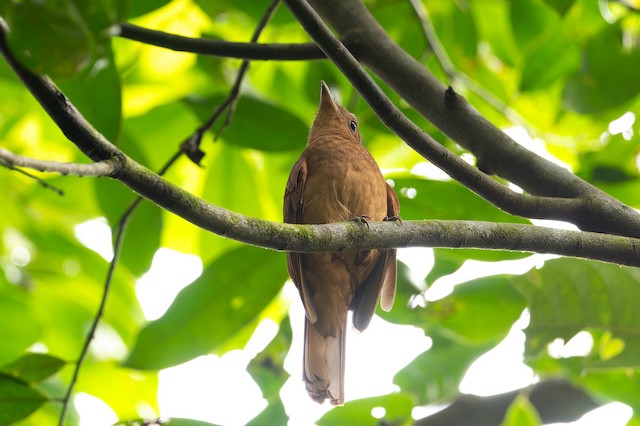 Rufous Piha