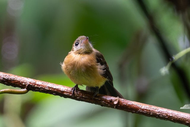 Sulphur-rumped Flycatcher