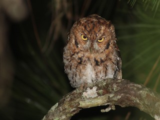 Adult rufous morph - Venus Medina - ML622207398