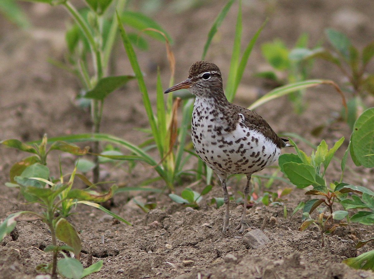 Spotted Sandpiper - Yves Gauthier (Mtl)
