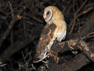 Western Barn Owl - eBird