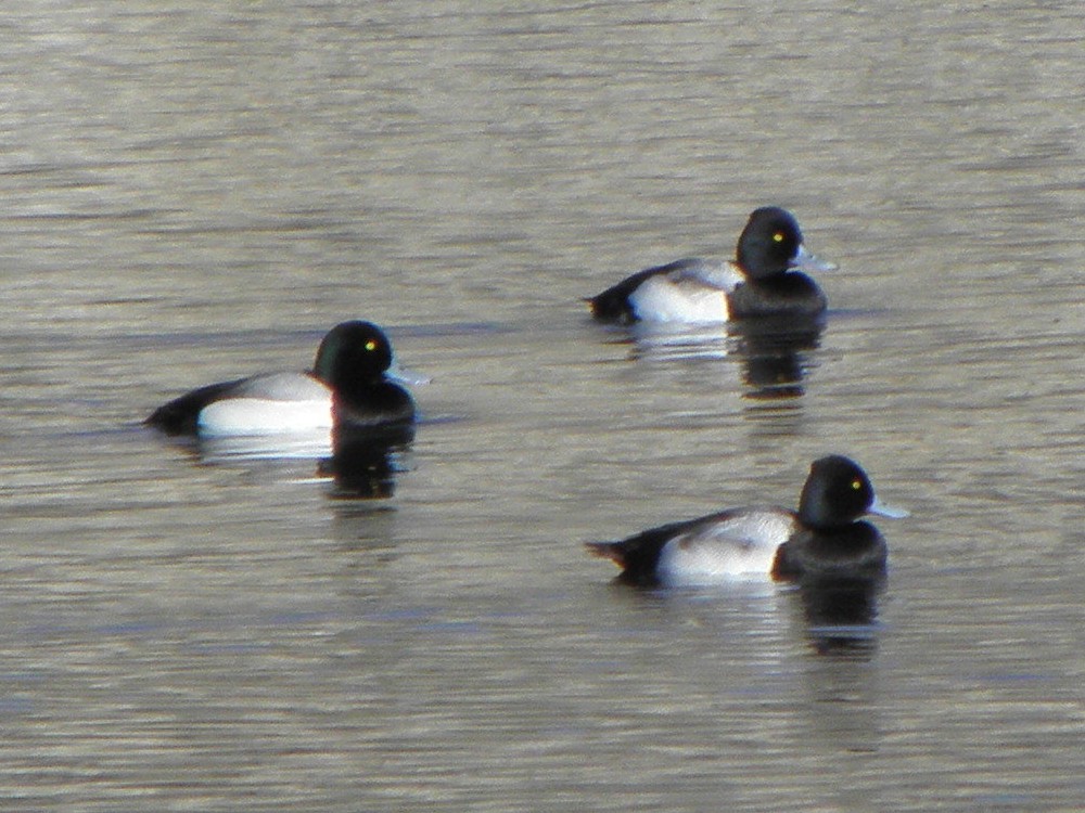 Greater Scaup - ML62223321