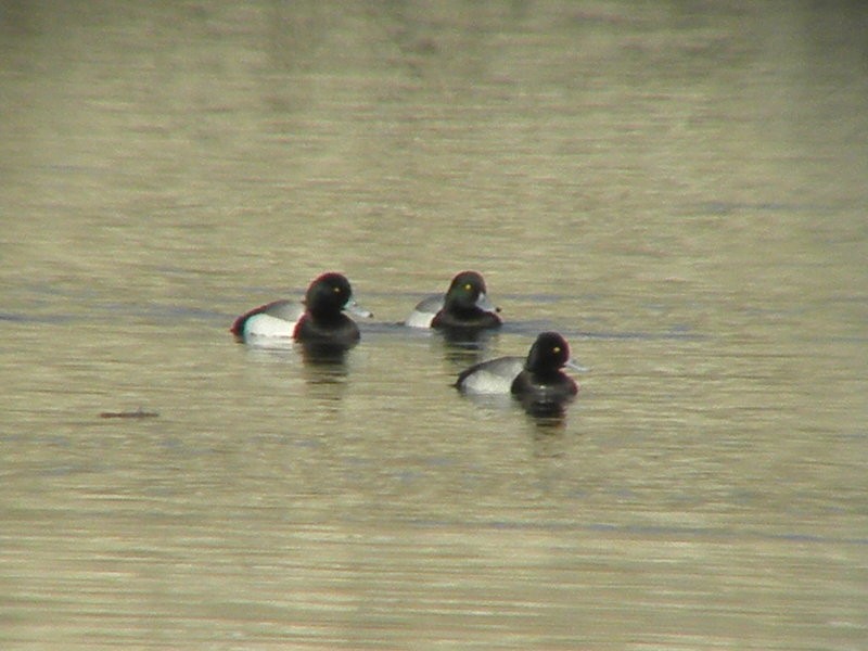 Greater Scaup - ML62223341