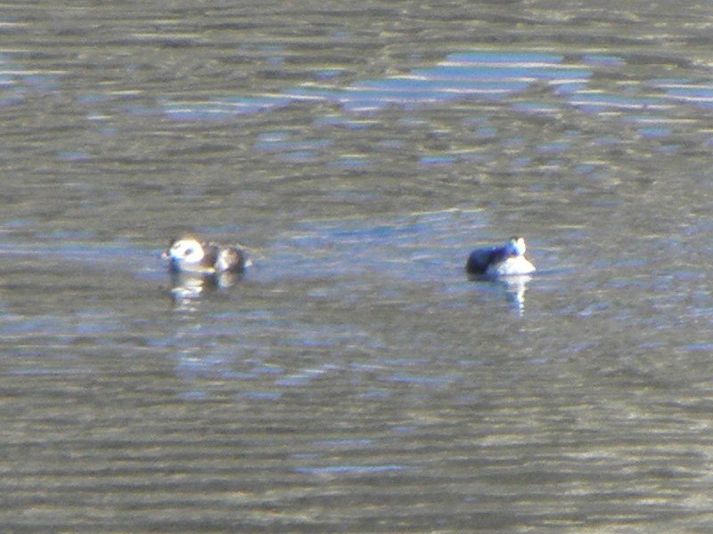 Long-tailed Duck - ML62223381