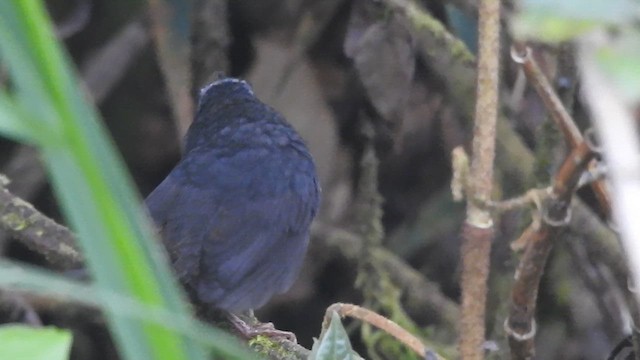  - Diademed Tapaculo