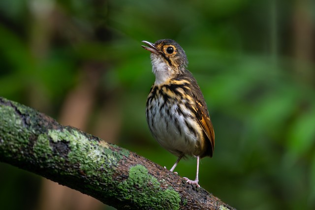 Streak-chested Antpitta