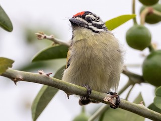 Northern Red-fronted Tinkerbird - eBird