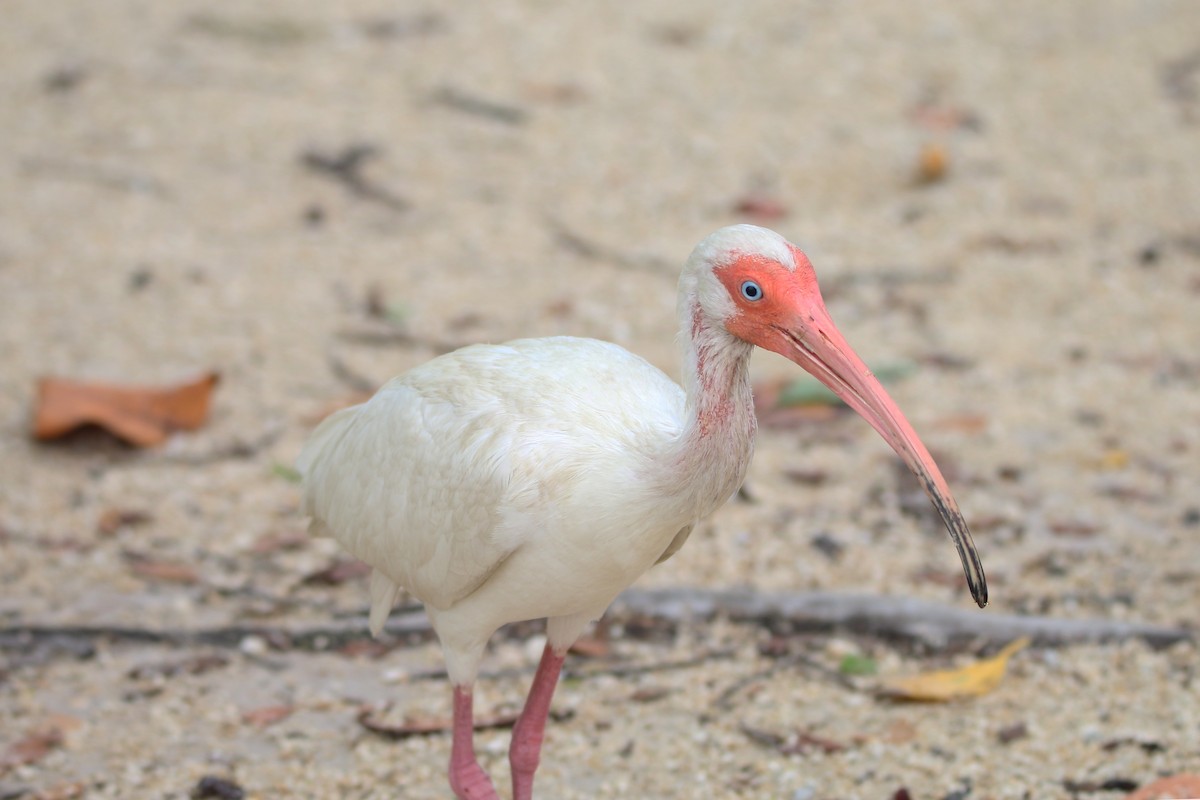ibis bílý - ML62223741