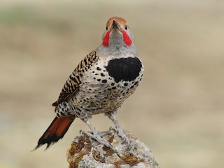 Male - Esteban Matías (birding guide) Sierra de los Cuchumatanes Huehuetenango esteban.matias@hotmail.com                             +502 53810540 - ML622237891