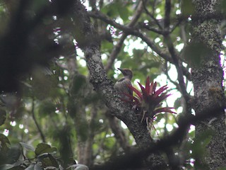 Habitat - Kike Heredia (Birding Tours) - ML622237893