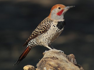 Male - Esteban Matías (birding guide) Sierra de los Cuchumatanes Huehuetenango esteban.matias@hotmail.com                             +502 53810540 - ML622237894