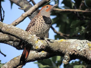 Female - Pablo Chumil Birding Guatemala - ML622237896