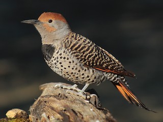 Female - Esteban Matías (birding guide) Sierra de los Cuchumatanes Huehuetenango esteban.matias@hotmail.com                             +502 53810540 - ML622237897