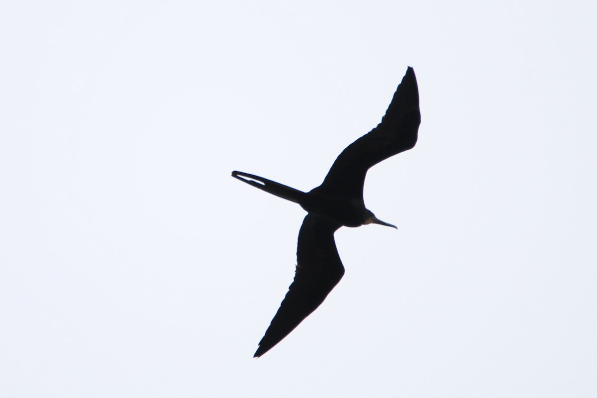 Magnificent Frigatebird - ML62224141