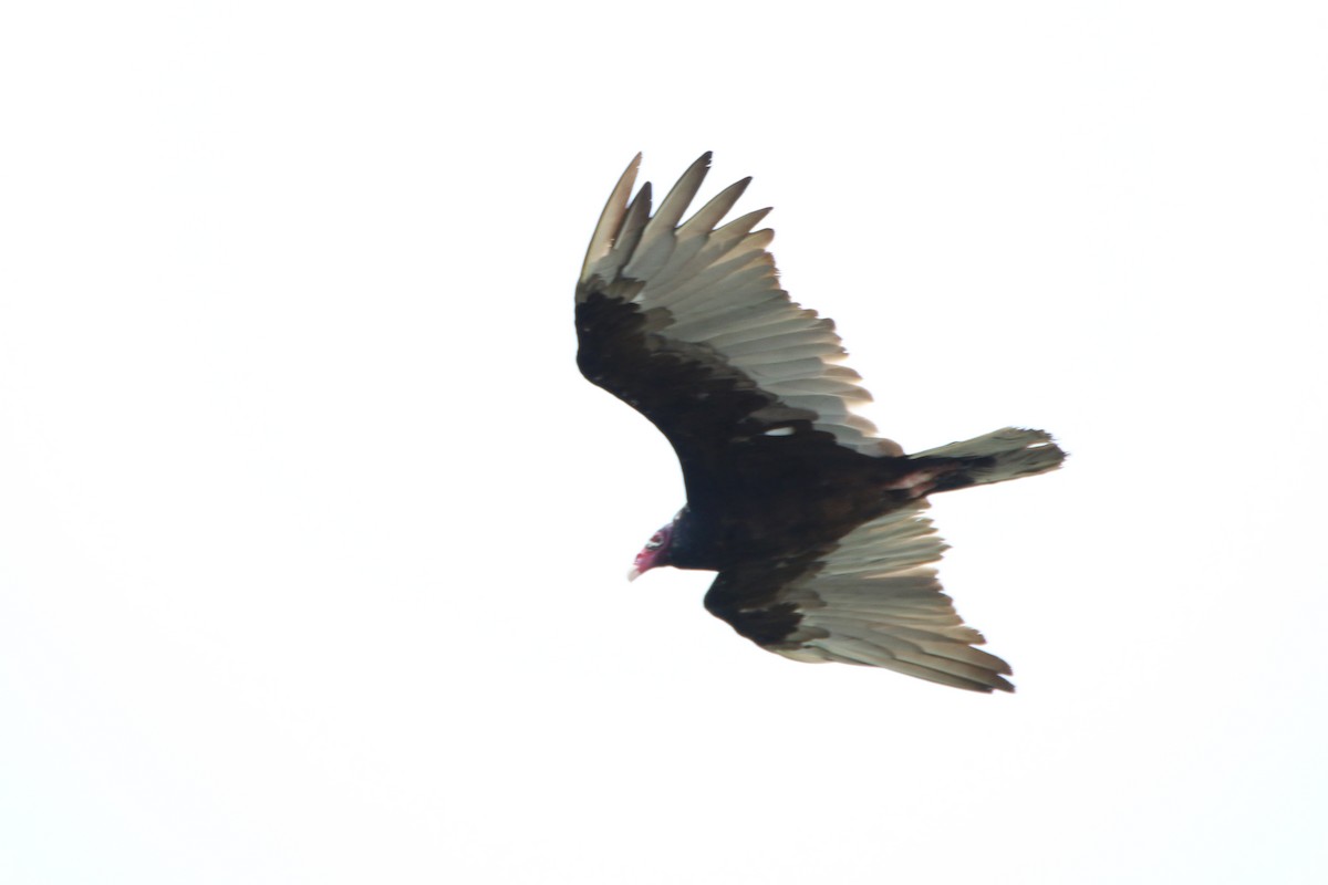 Turkey Vulture - ML62224171