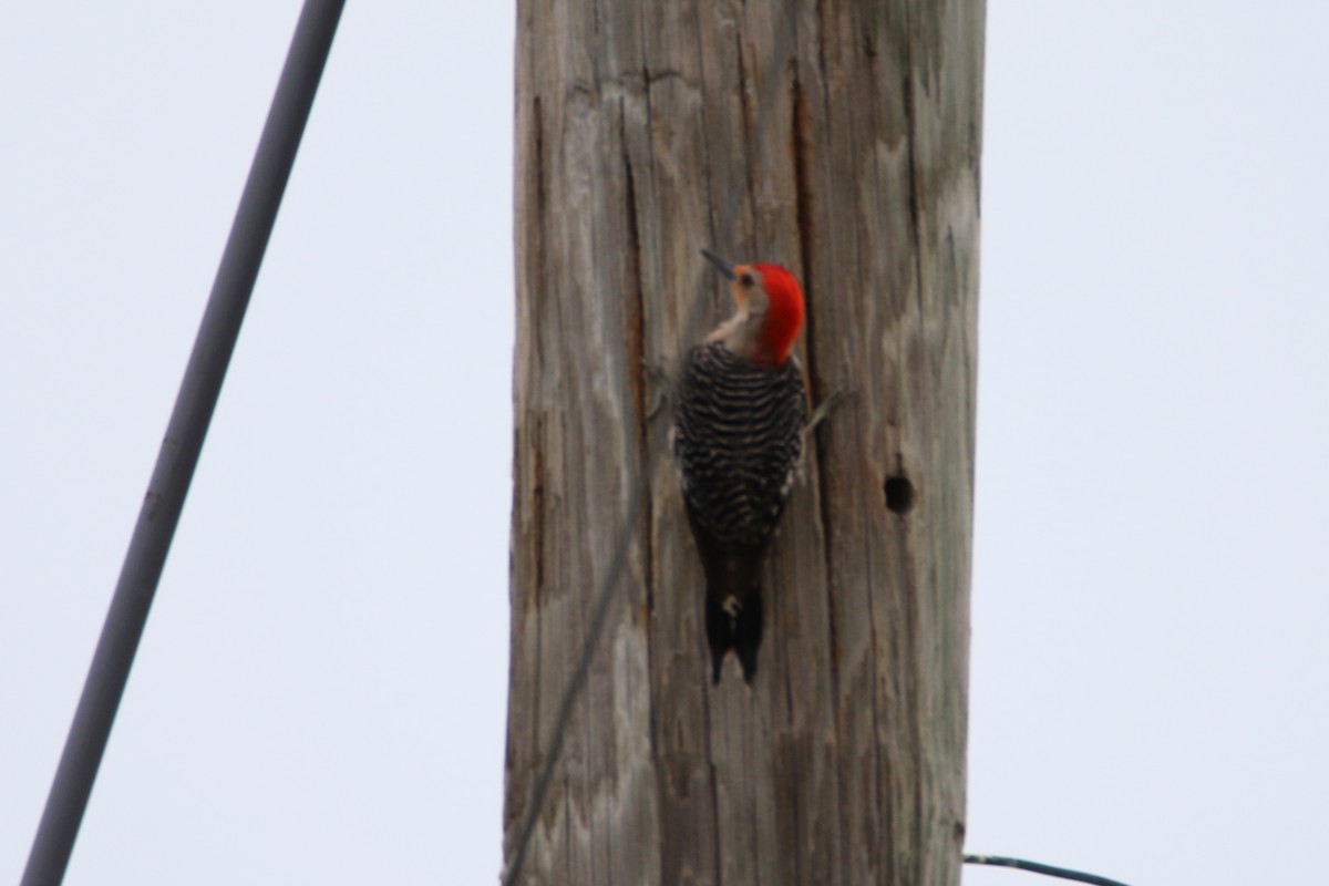 Red-bellied Woodpecker - Wen & Steve Rockoff