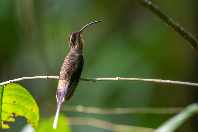 Long-billed Hermit