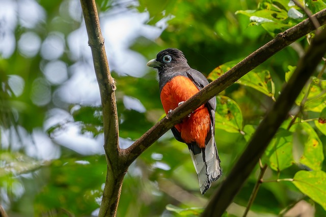 Baird's Trogon