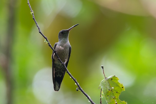 Scaly-breasted Hummingbird