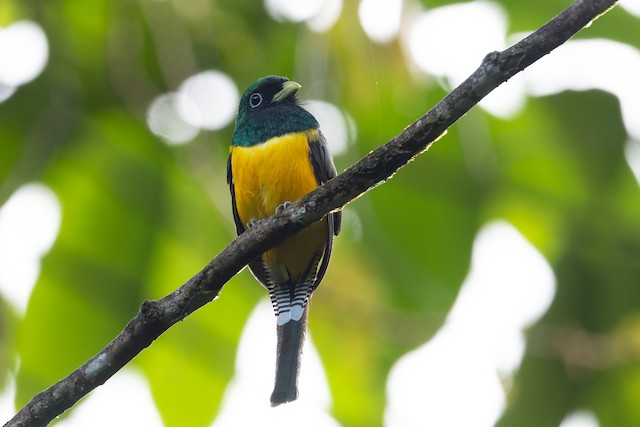 Northern Black-throated Trogon