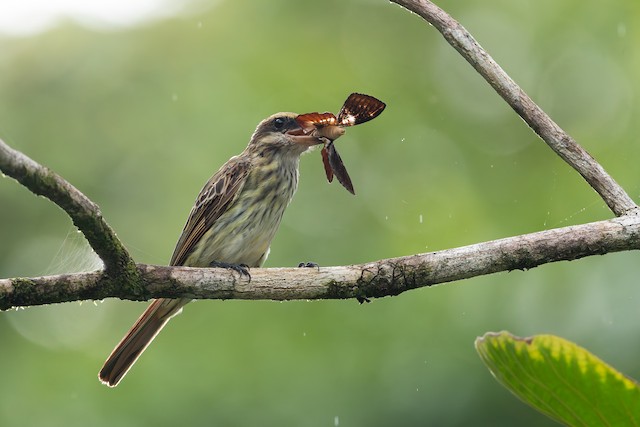 Streaked Flycatcher