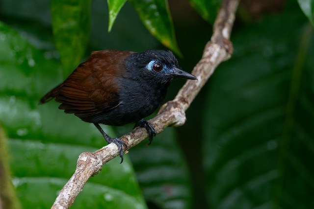 Chestnut-backed Antbird