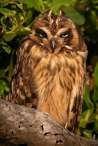 Short-eared Owl (Antillean) - Brennan Mulrooney
