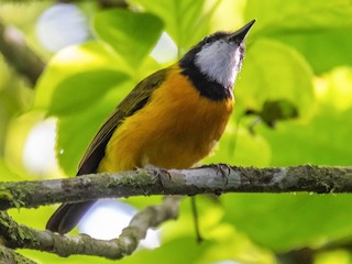  - Tenggara Whistler (Rusty-breasted)