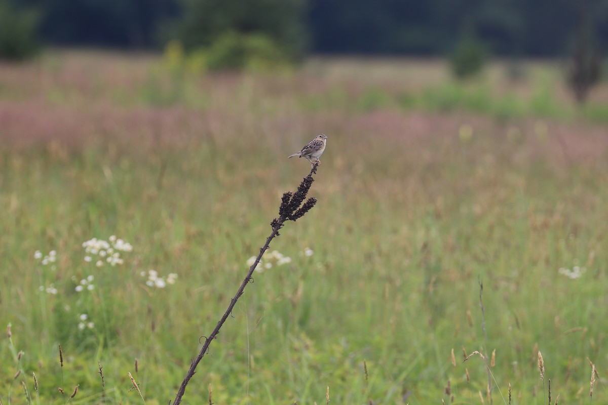 Grasshopper Sparrow - bill belford