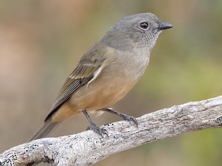 Female (Western) - Andreas Heikaus - ML622266086