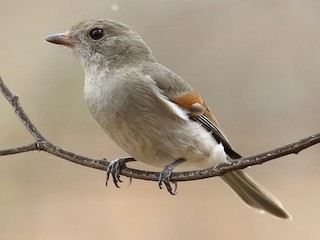 Immature (Eastern) - Scott Eaton - ML622266332