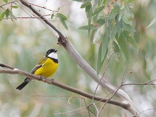 Male (Eastern) - Zebedee Muller - ML622266335