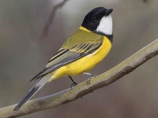 Male (Eastern) - Lucas Brook - ML622266336