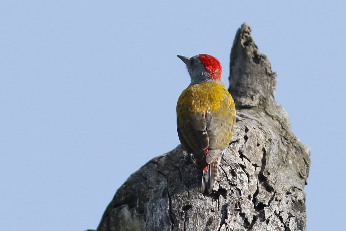 Mountain Gray Woodpecker - ML62226661