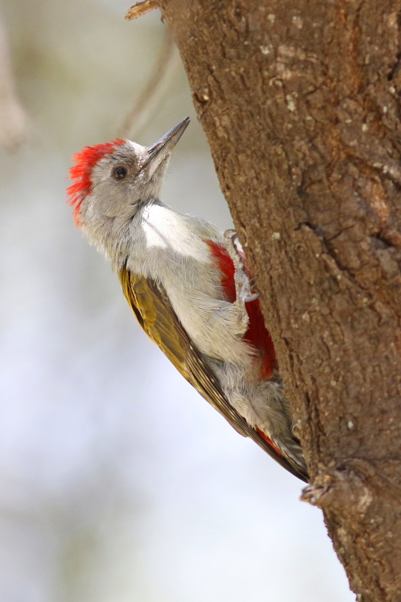 Mountain Gray Woodpecker - John C Sullivan
