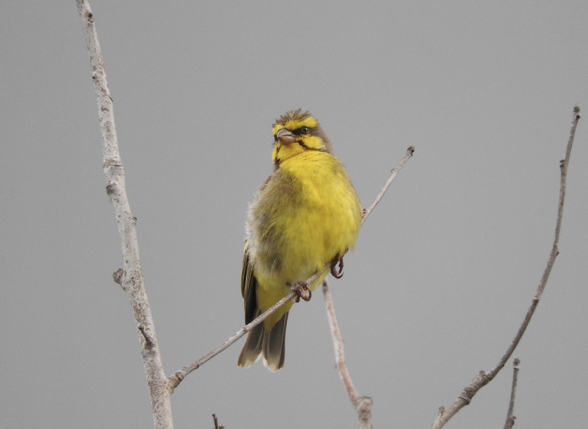 Yellow-fronted Canary - Noam Markus