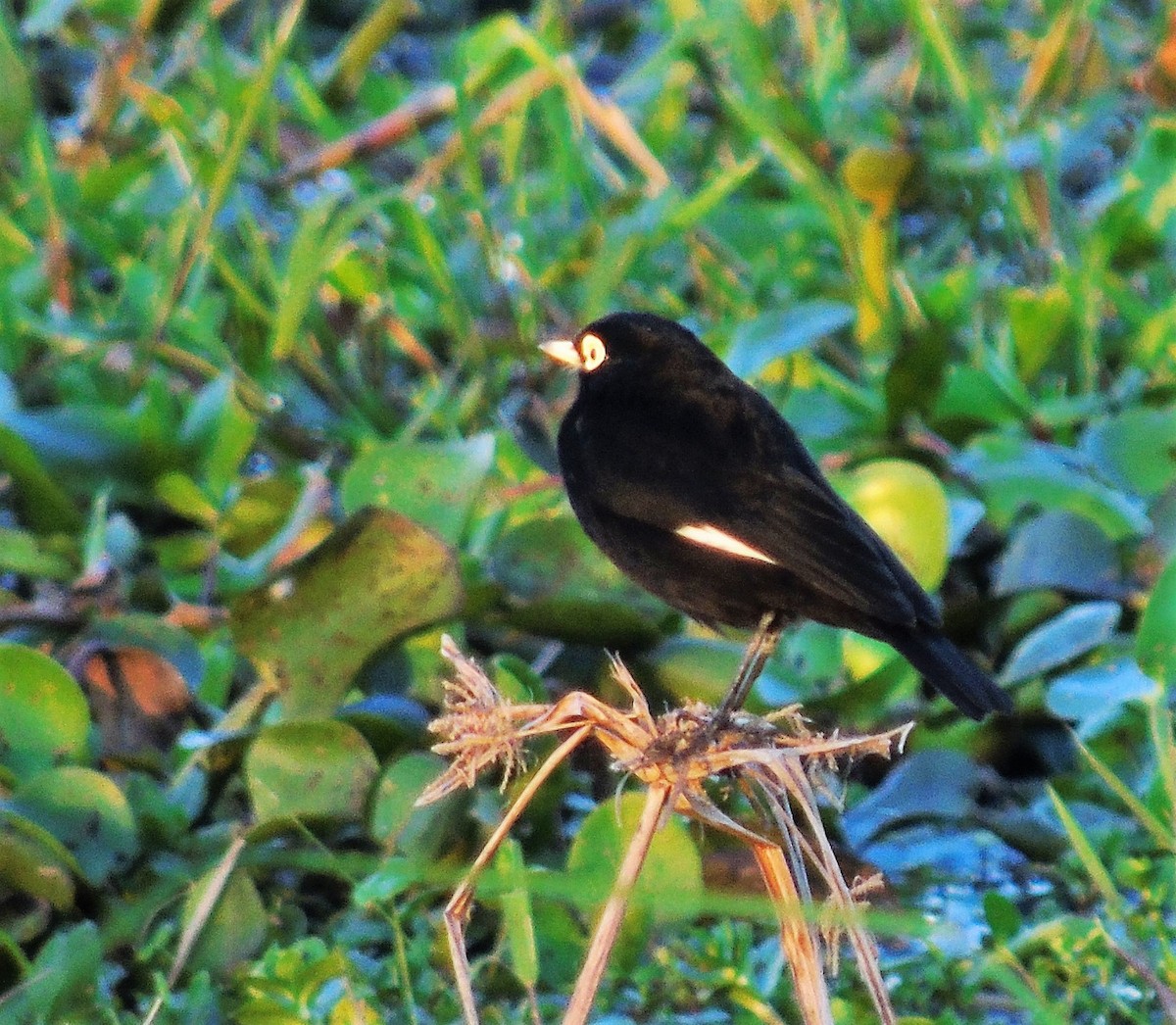 Spectacled Tyrant - ML62228751
