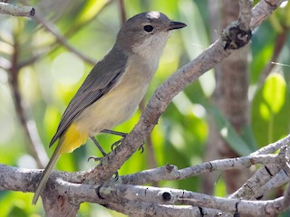 Female (Black-tailed) - Chris Barnes - ML622289565