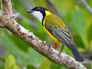 Male (Black-tailed) - Harn Sheng Khor - ML622289566