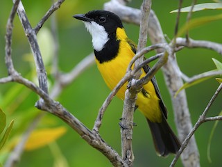 Male (Black-tailed) - Harn Sheng Khor - ML622289567