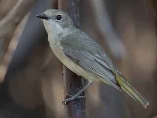 Female (Black-tailed) - Adrian Boyle - ML622289568